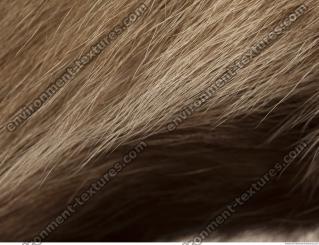 photo texture of fur 0010